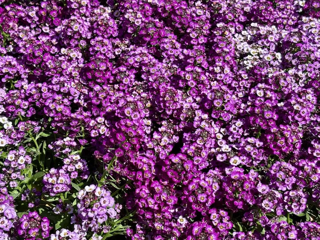 Alyssum ‘Clear Crystal® Purple Shades’