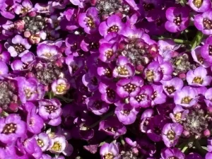 Alyssum ‘Clear Crystal® Purple Shades’