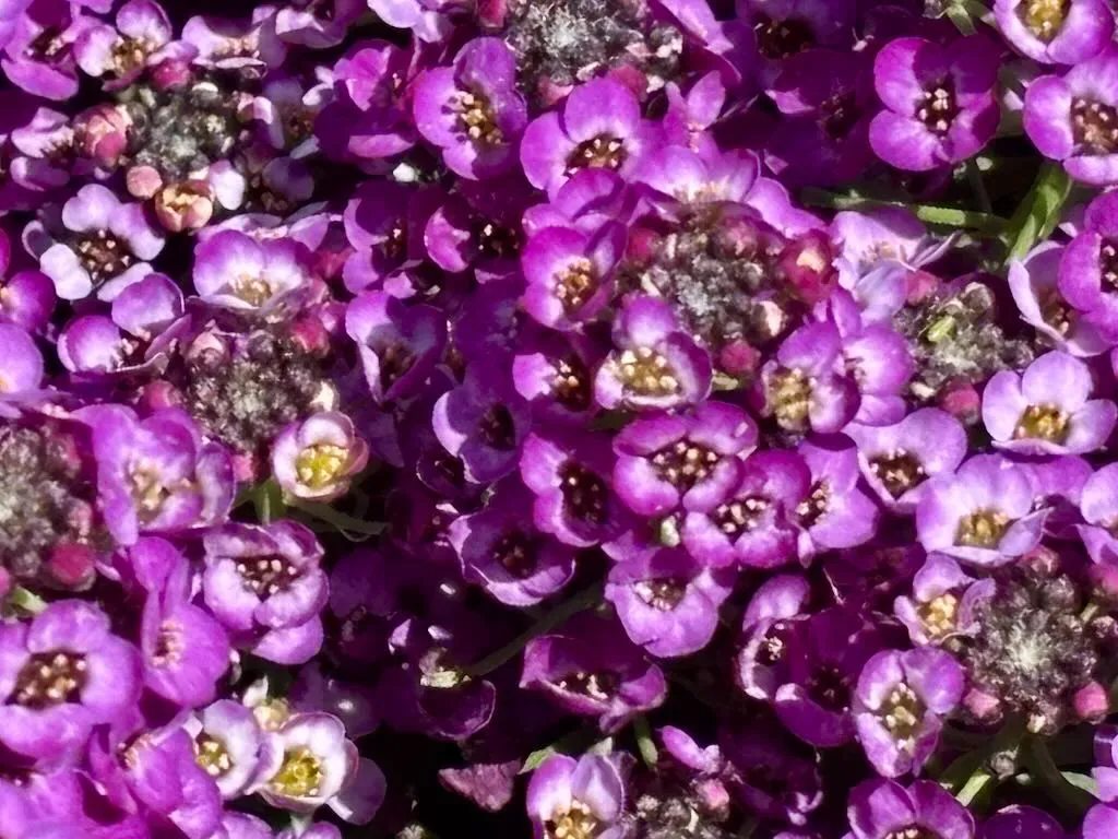 Alyssum ‘Clear Crystal® Purple Shades’