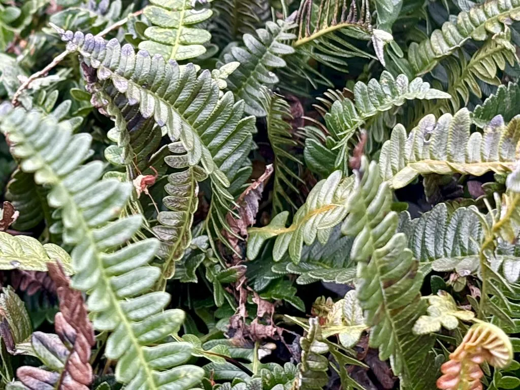 Austroblechnum penna-marina-1_result - Online Flower Garden Austroblechnum penna-marina