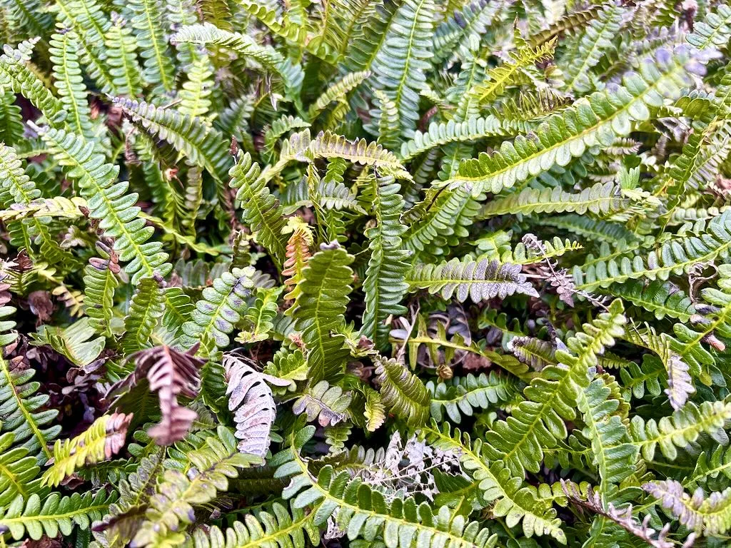 Blechnaceae Austroblechnum penna-marina
