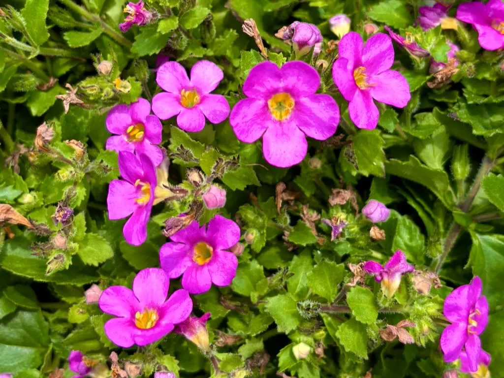 Bacopa or Sutera ‘Abunda™ Pink’