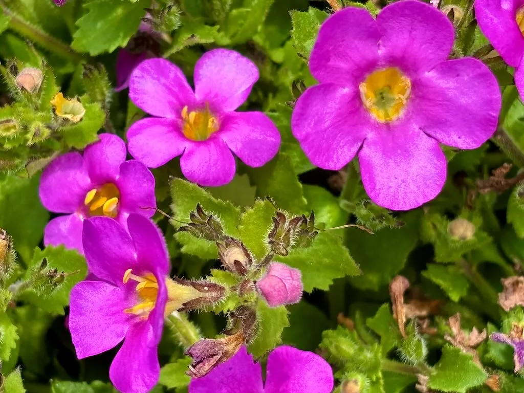 Bacopa or Sutera ‘Abunda™ Pink’
