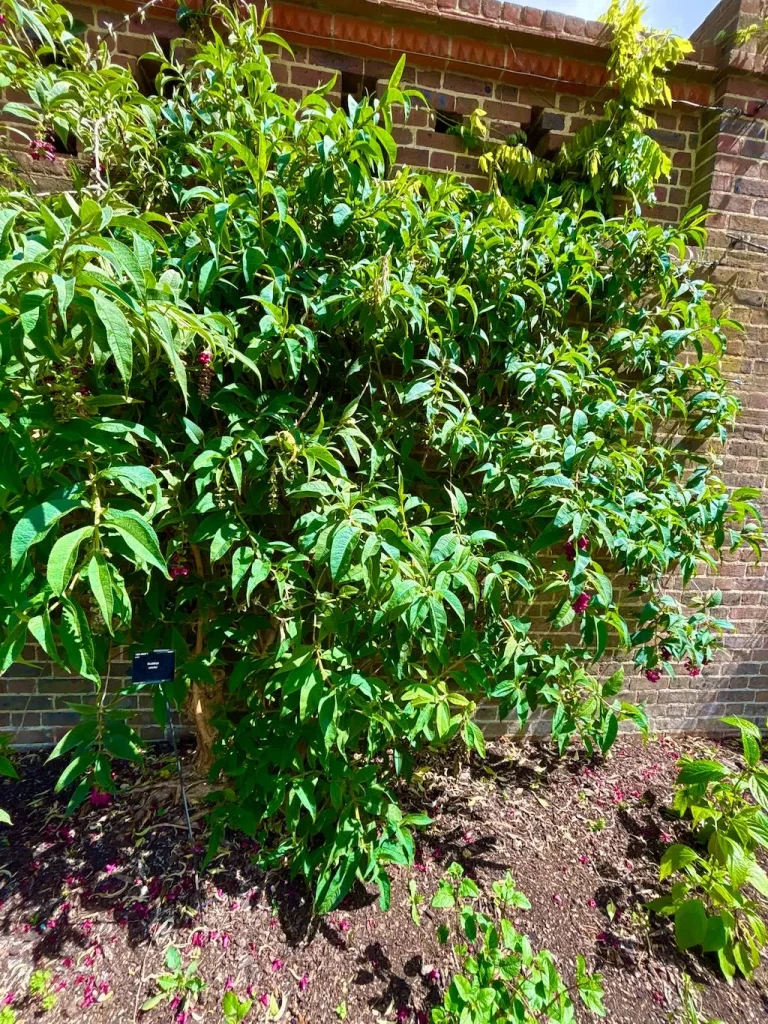 Buddleja colvilei