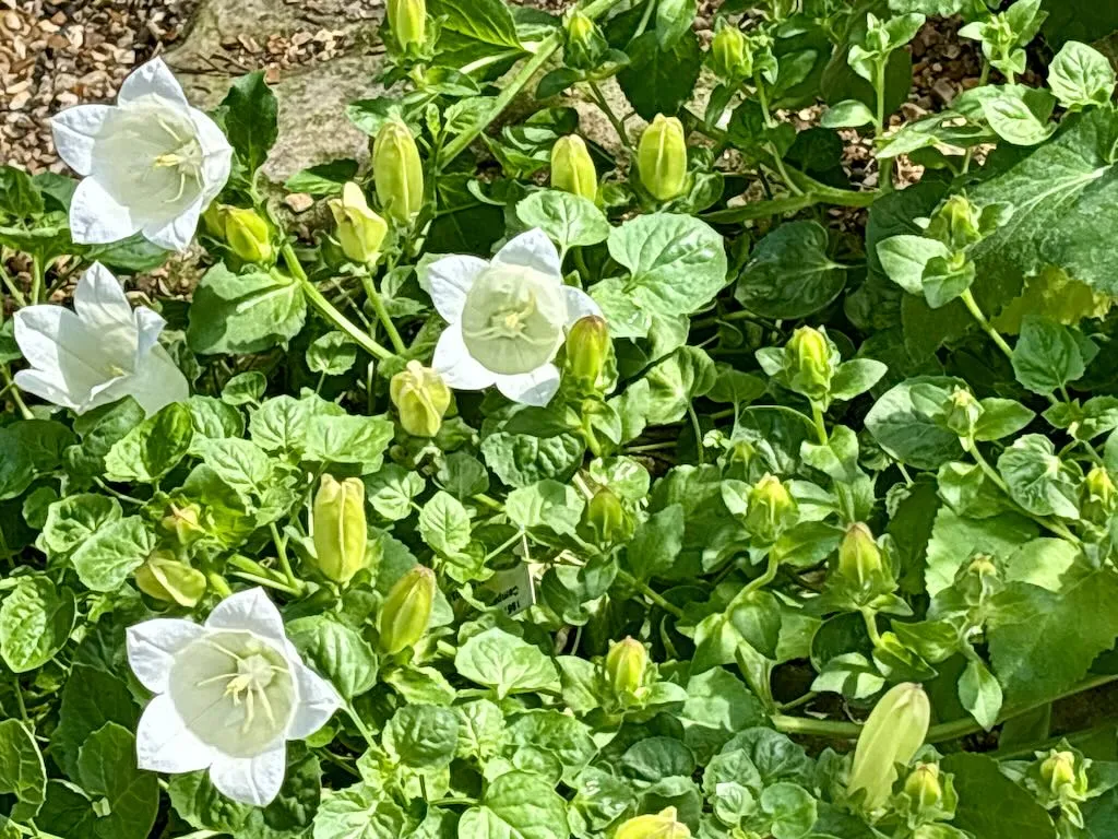 Campanula isophylla'Alba'