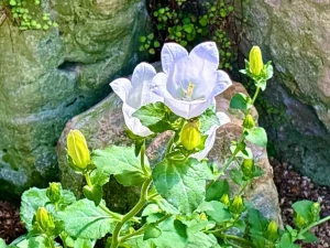 Campanula isophylla 'Alba'