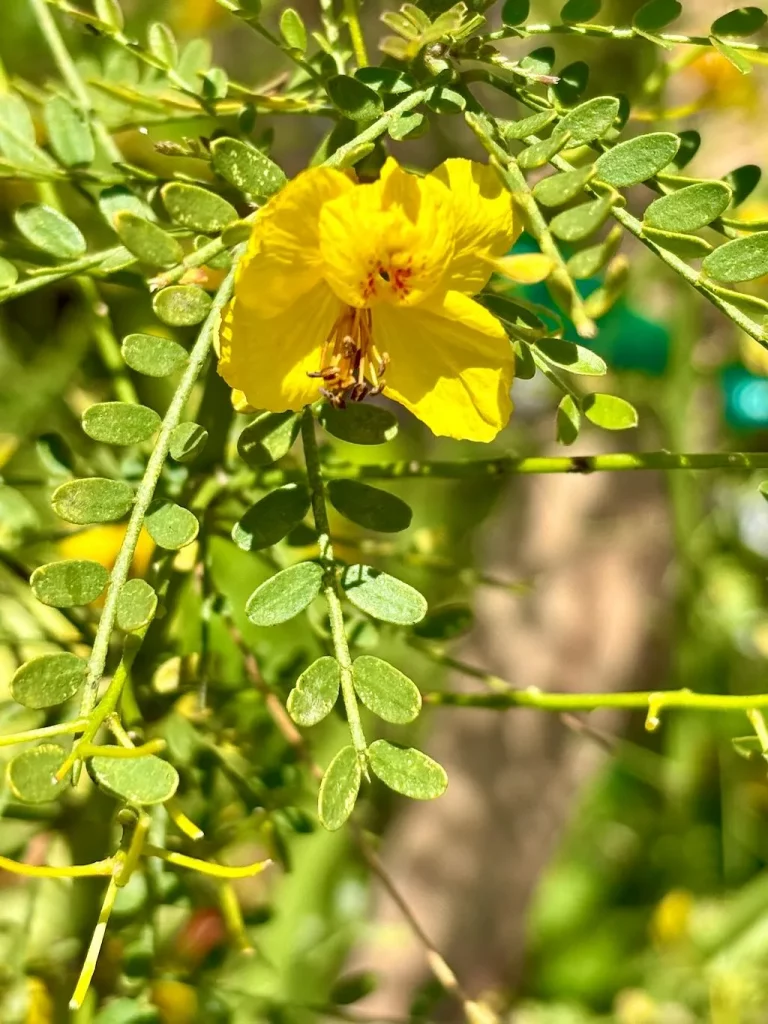 Cercidium ‘Desert Museum’