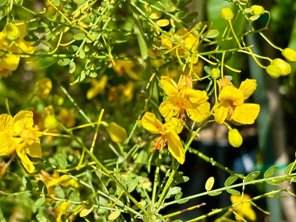 Cercidium ‘Desert Museum’