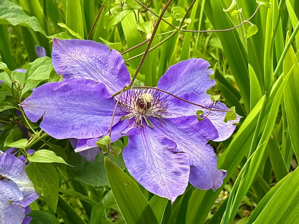 Clematis ‘Elsa Spath’