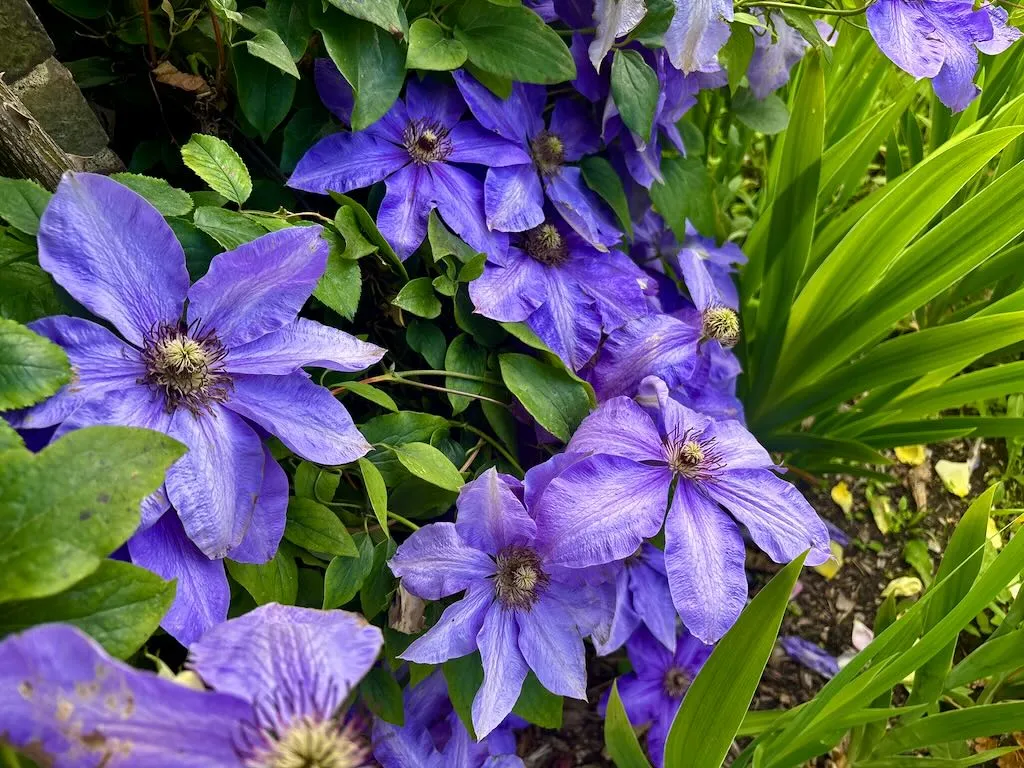 Clematis ‘Elsa Spath’