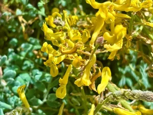 Corydalis tomentella