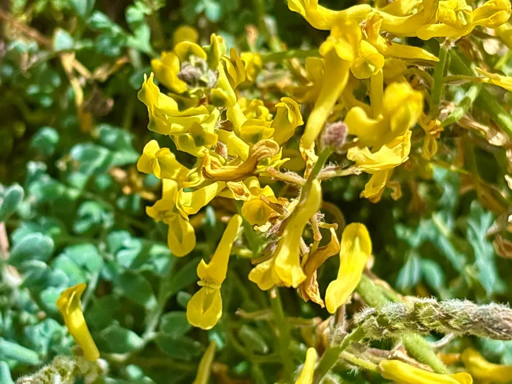 Corydalis tomentella-1_result - Online Flower Garden Corydalis tomentella
