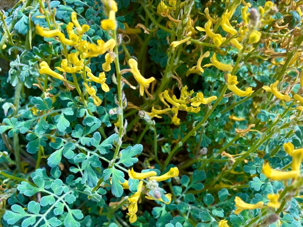 Corydalis tomentella_result - Online Flower Garden Corydalis tomentella