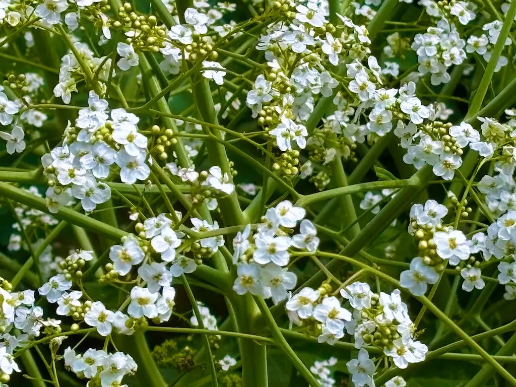 Crambe cordifolia-1_result - Online Flower Garden Crambe cordifolia