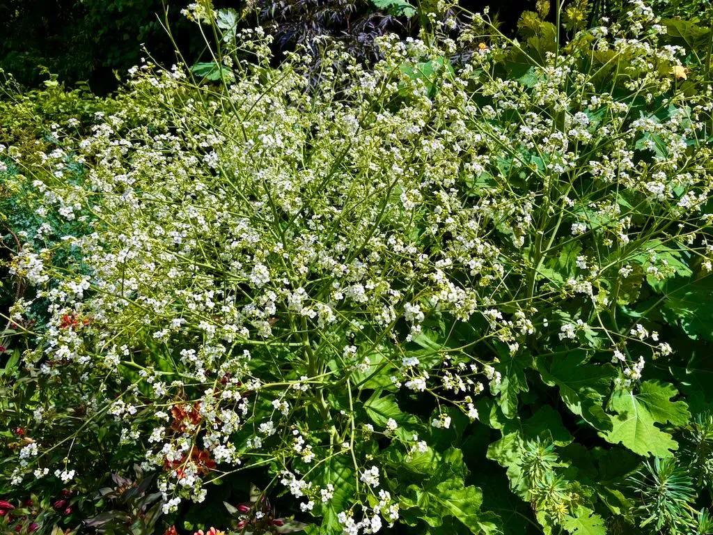 Crambe cordifolia_result - Online Flower Garden Crambe cordifolia