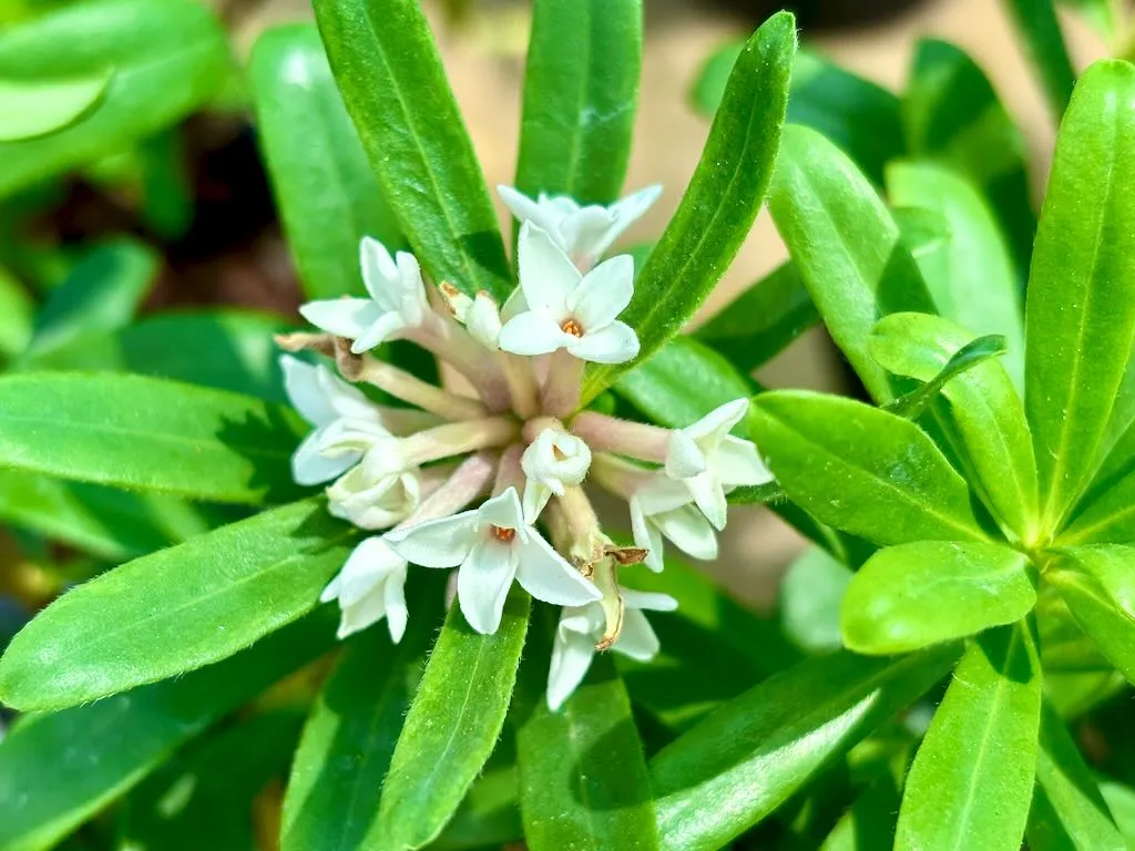 Daphne ‘Eternal Fragrance’