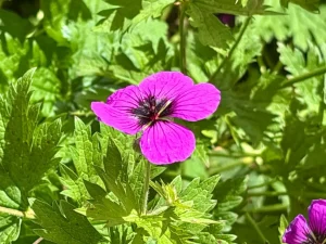 Geranium cinereum subsp. subcaulescens