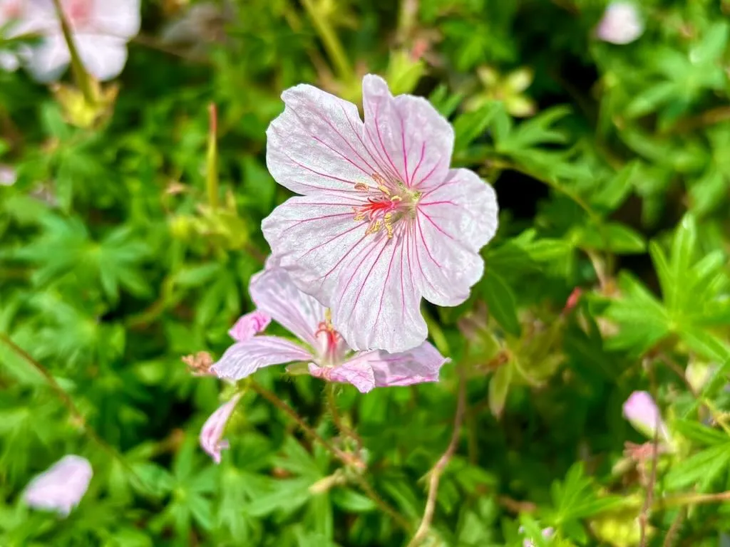 Geranium sanguineum Pink Summer_result - Online Flower Garden Geranium sanguineum ‘Pink Summer’