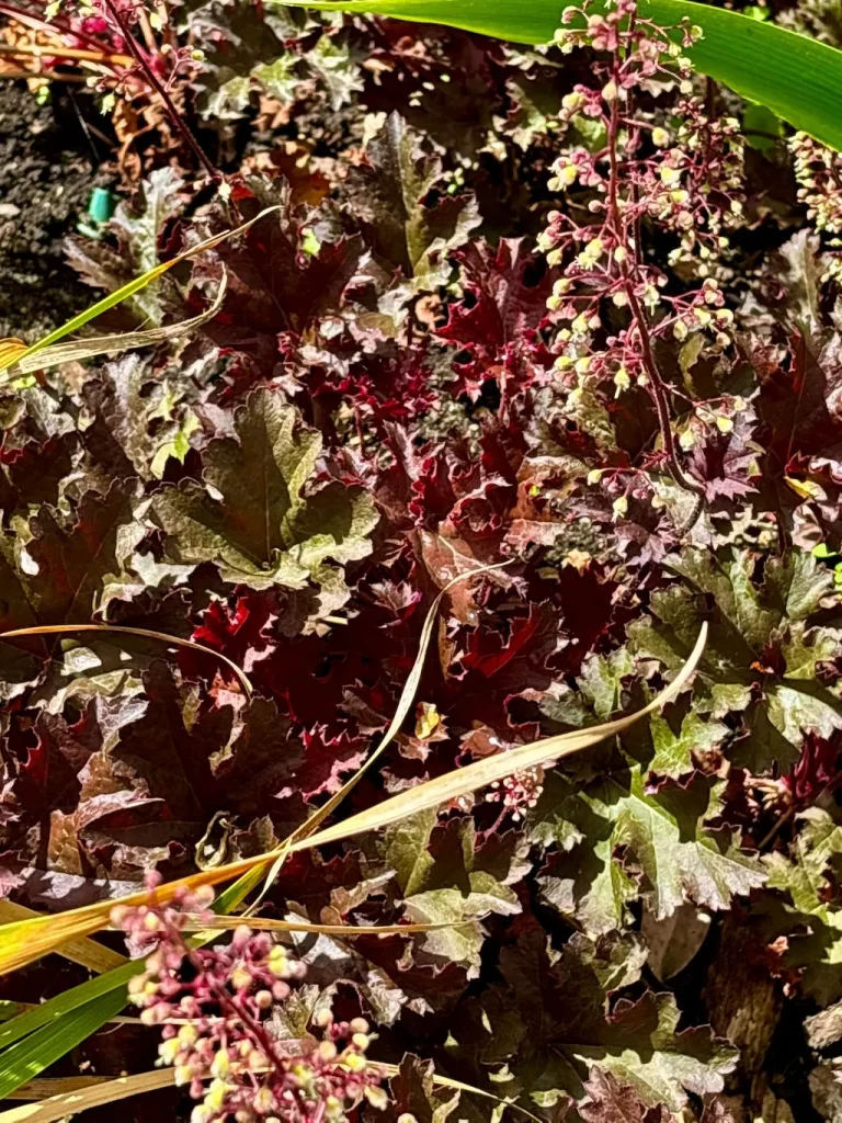 Heuchera Purple Petticoats_result - Online Flower Garden Heuchera ‘Purple Petticoats’