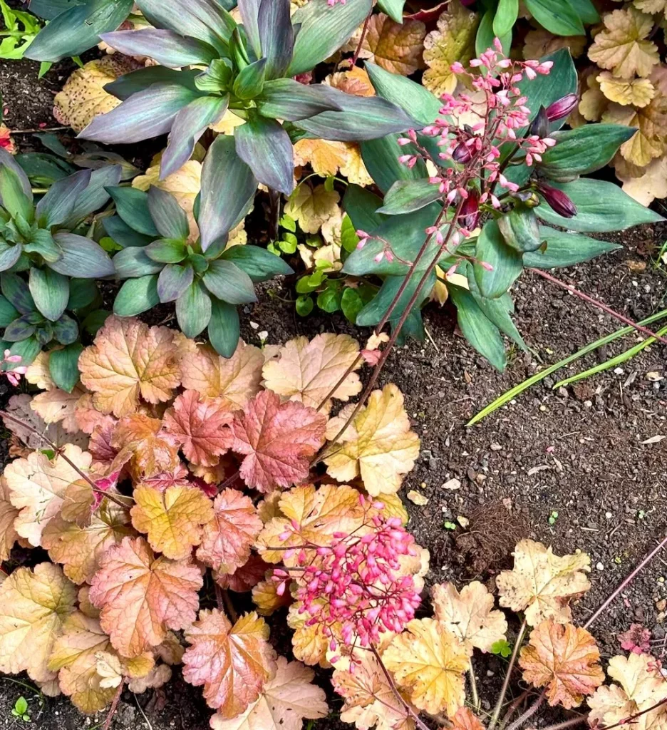 Heuchera ‘Vulcano’