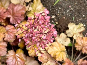 Heuchera ‘Vulcano’