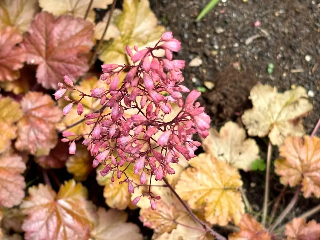 Heuchera ‘Vulcano’