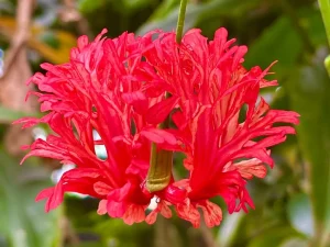 Hibiscus schizopetalus