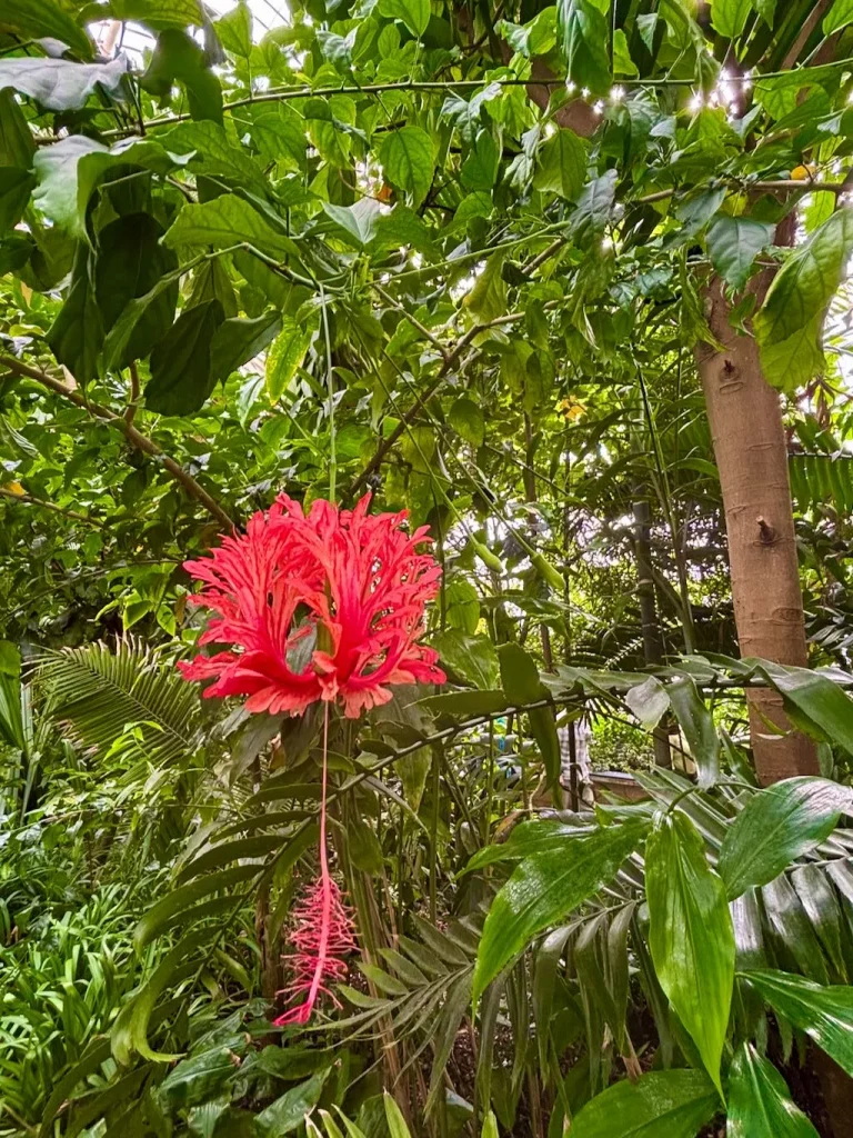 Hibiscus schizopetalus_result - Online Flower Garden Hibiscus schizopetalus