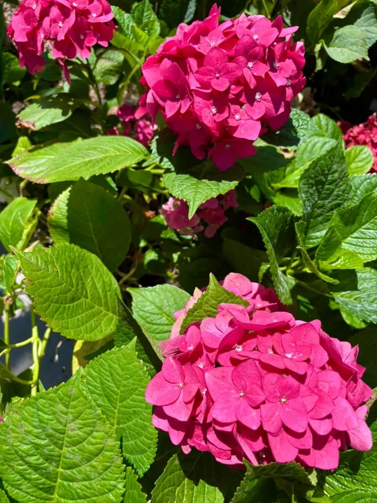 Hydrangea macrophylla ‘Monred’