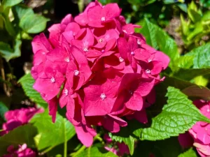 Hydrangea macrophylla ‘Monred’