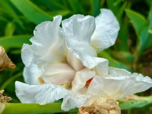 Iris ‘Frost and Flame’