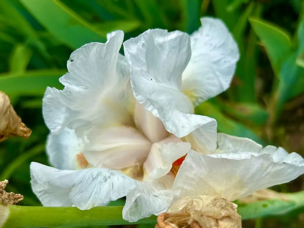 Iris Frost and Flame-1_result - Online Flower Garden Iris ‘Frost and Flame’
