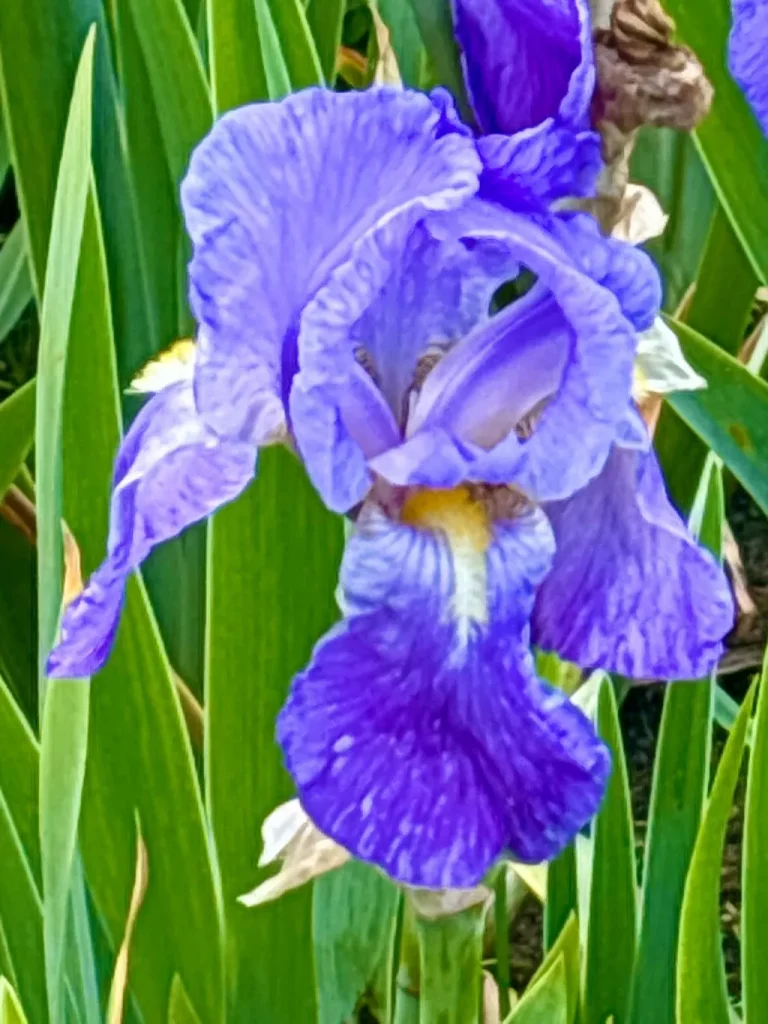 Iris pallida