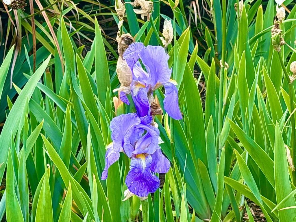 Iris pallida