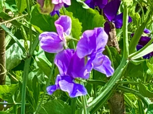 Lathyrus odoratus ‘Blue Danube’