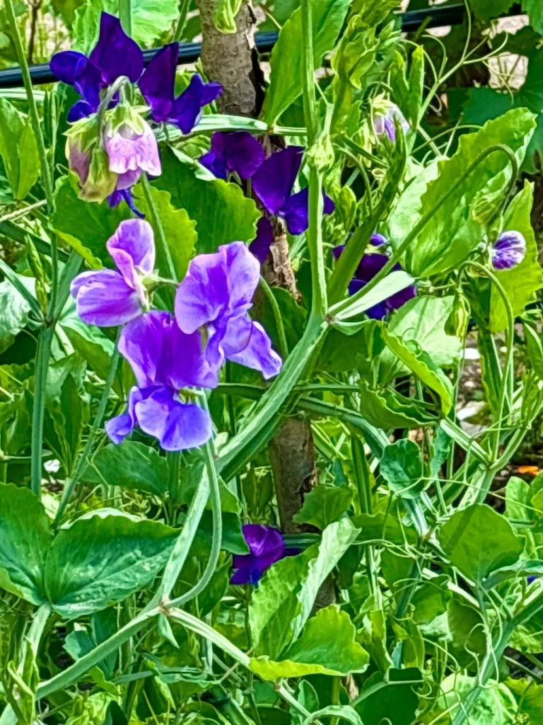 Lathyrus odoratus Blue Danube_result - Online Flower Garden Lathyrus odoratus ‘Blue Danube’