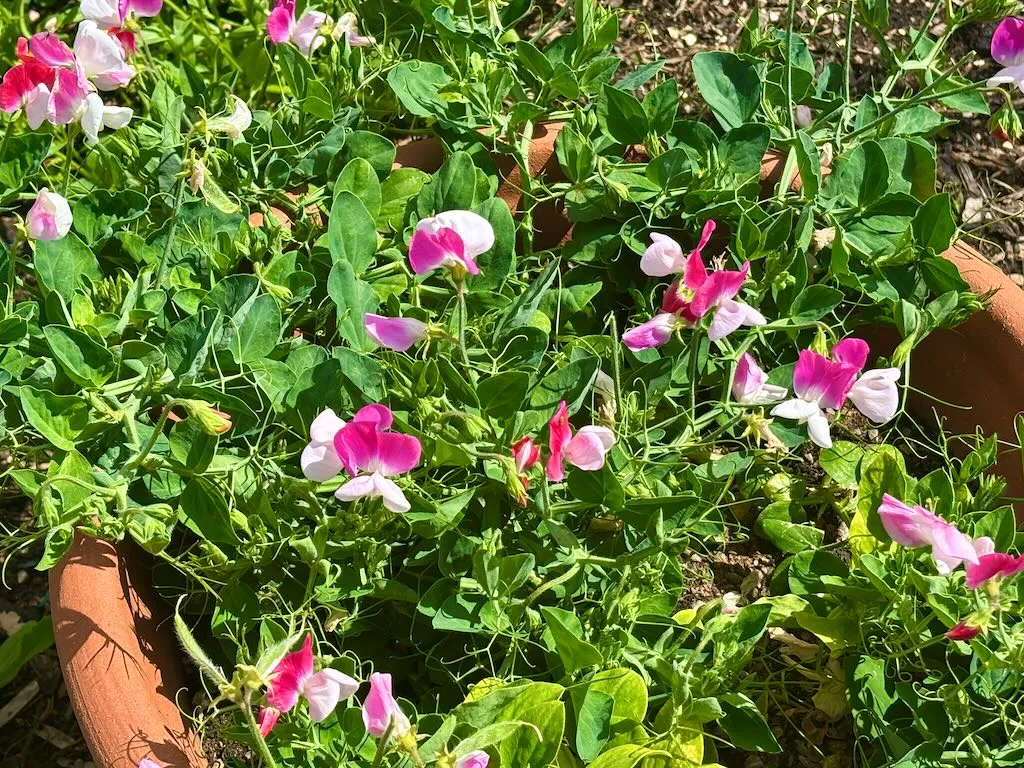 Lathyrus odoratus Pink Cupid-1_result - Online Flower Garden Lathyrus odoratus ‘Pink Cupid’