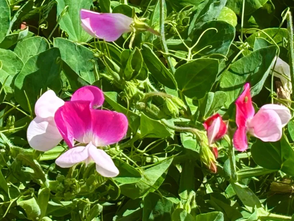 Lathyrus odoratus Pink Cupid_result - Online Flower Garden Lathyrus odoratus ‘Pink Cupid’
