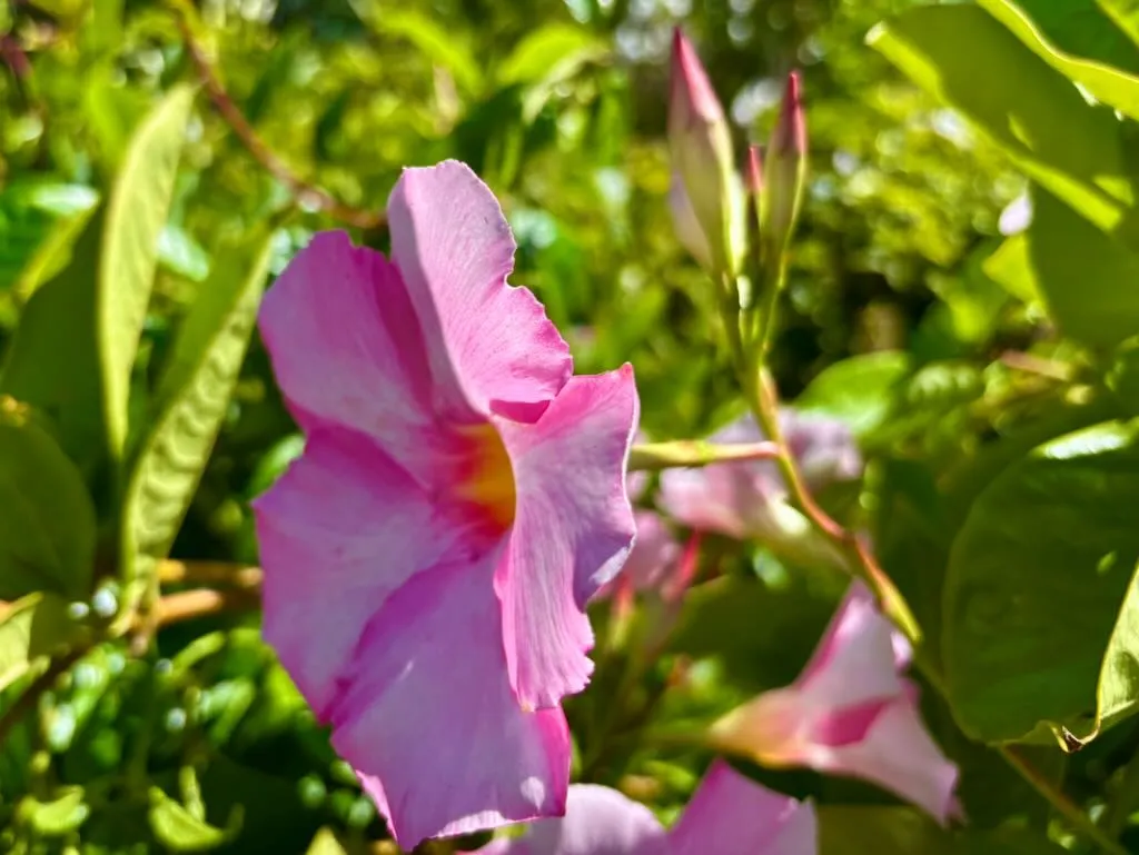 Mandevilla Sun Parasol Giant Pink-1_result - Online Flower Garden Mandevilla ‘Sun Parasol® Giant Pink’