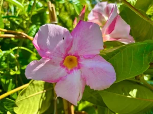 Mandevilla ‘Sun Parasol® Giant Pink’