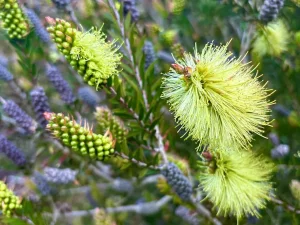 Melaleuca pallida