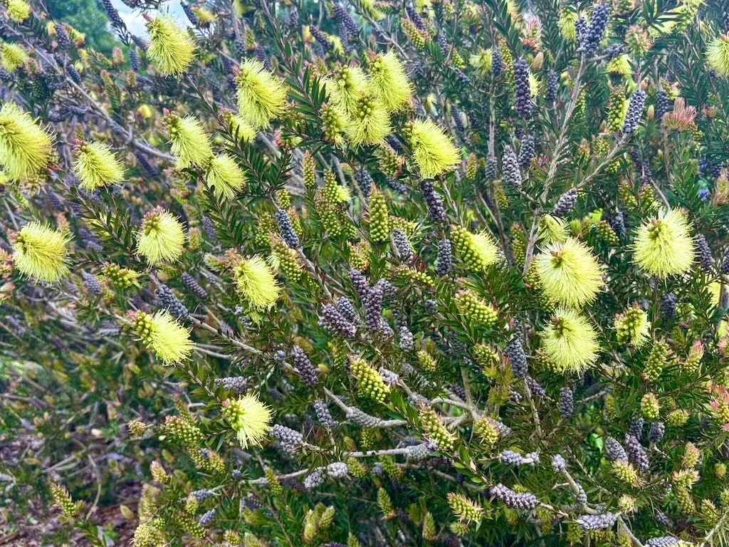 Melaleuca pallida
