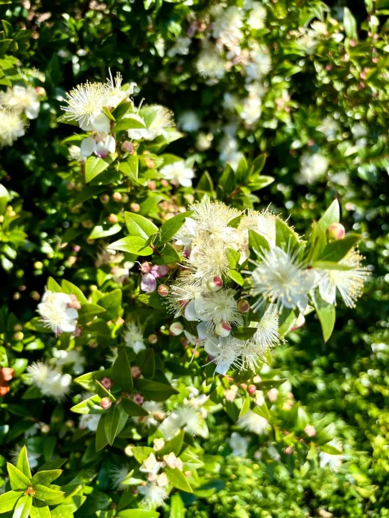 Myrtus communis'Monfazred'
