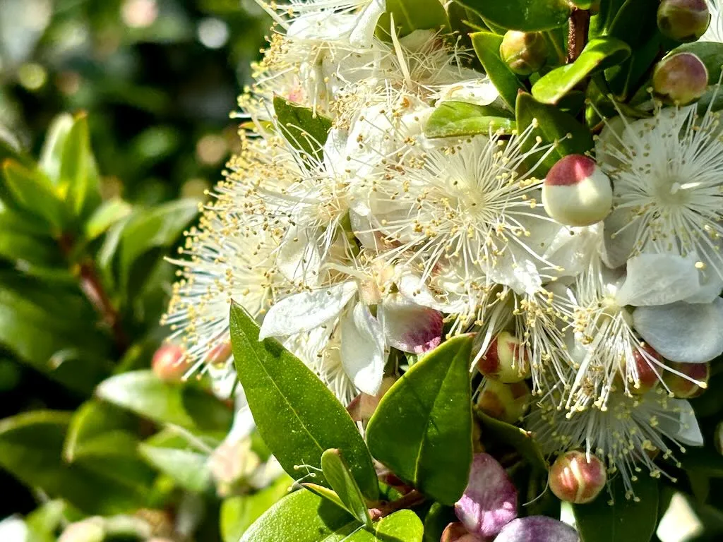 Myrtus communis 'Monfazred'