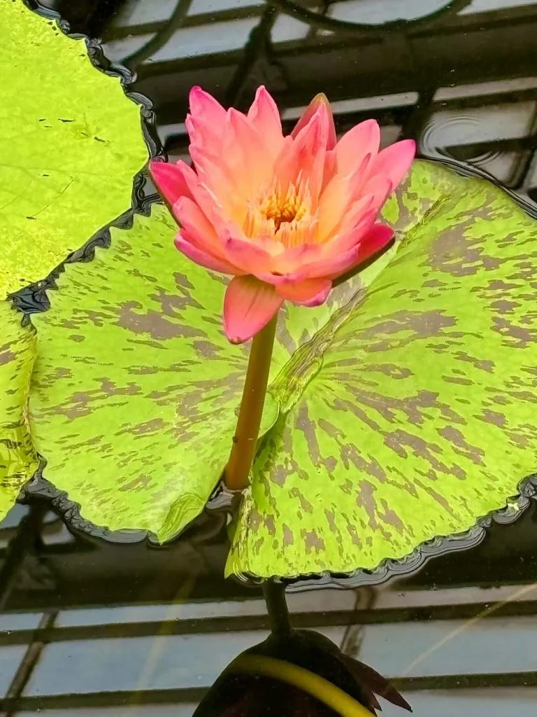 Nymphaea ‘Albert Greenberg’