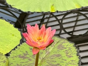 Nymphaea ‘Albert Greenberg’