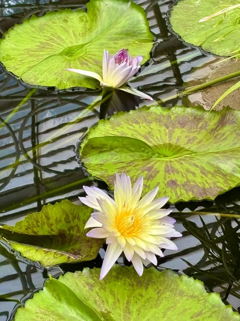 Nymphaea ‘Green Smoke’