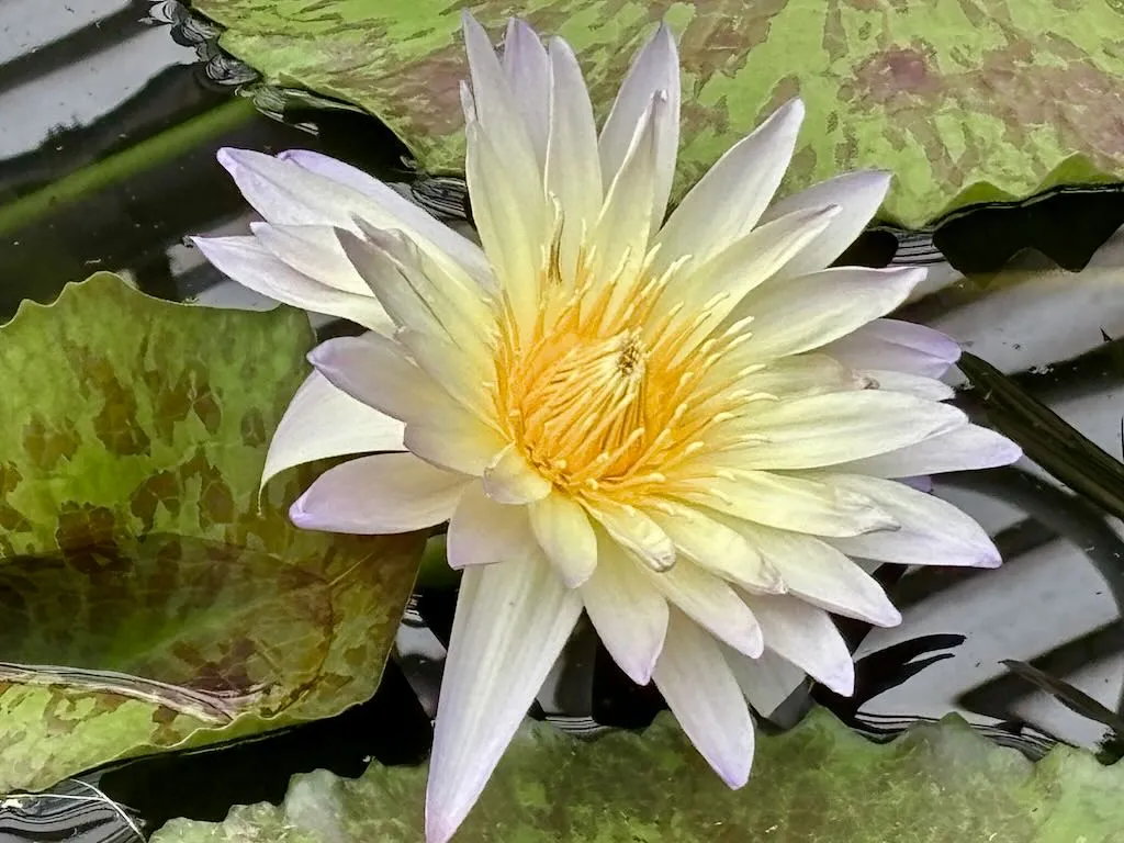Nymphaea ‘Green Smoke’