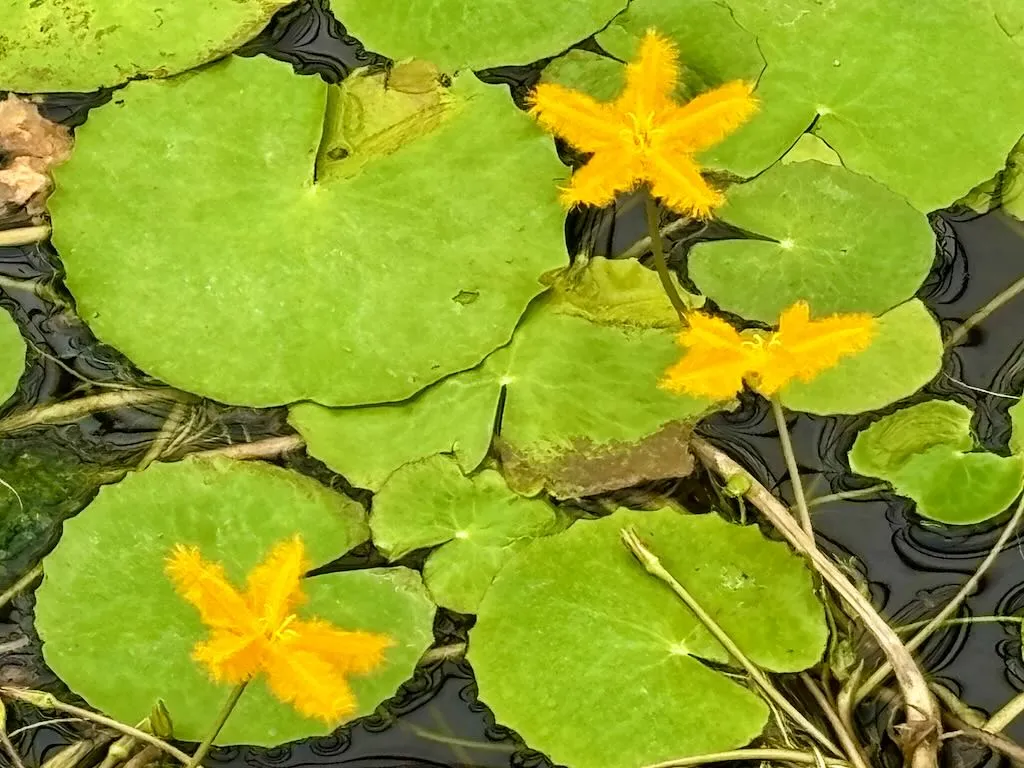 Menyanthaceae, Buckbean Family Nymphoides crenata