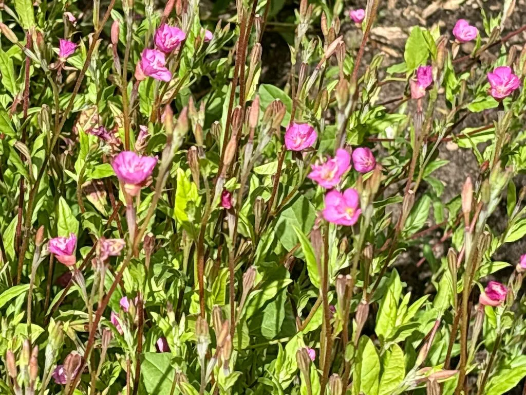 Oenothera rosea-1_result - Online Flower Garden Oenothera rosea